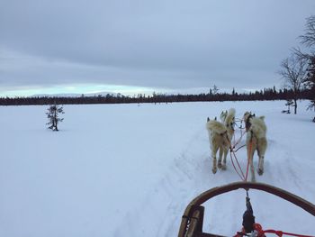 Dogs on snow covered field against sky