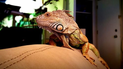 Close-up of lizard