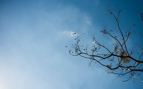 Low angle view of silhouette bare tree against sky