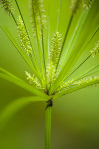 Close-up of palm tree leaves