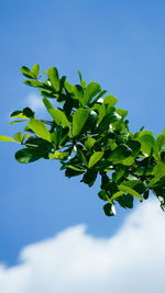 Low angle view of green leaves against blue sky