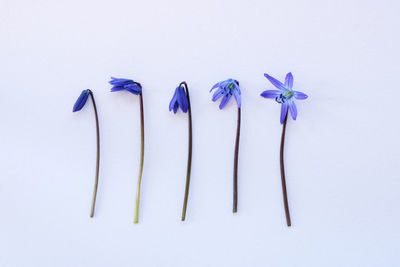 Close-up of purple flower against white background