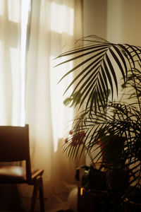 Potted plant on table at home
