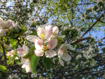 Close-up of pink flowers blooming on tree