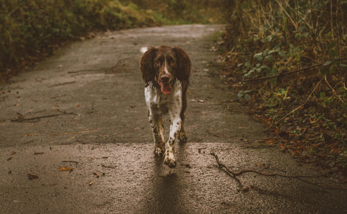 Dog on dirt road