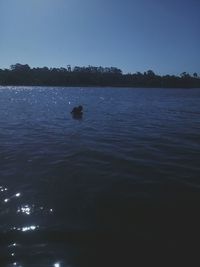 Ducks swimming in lake against sky