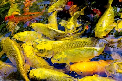 Close-up of yellow fish swimming in sea