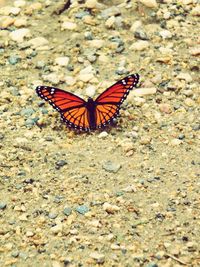 Close-up of butterfly on leaf