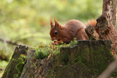 Squirrel on tree trunk