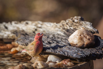 Close-up of a bird