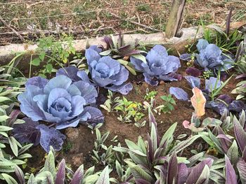 High angle view of flowers blooming outdoors