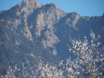 Low angle view of tree mountain against sky