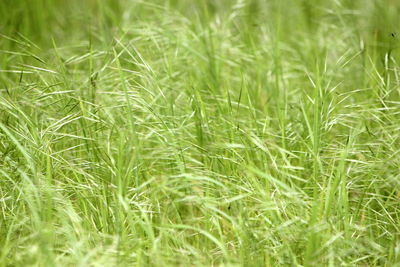 Full frame shot of corn field