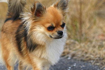 Close-up of a dog looking away