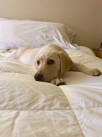 Close-up of dog relaxing on bed