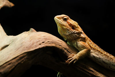 Close-up of lizard on tree