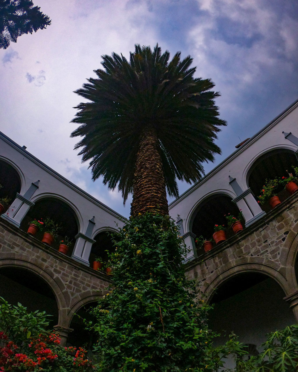 LOW ANGLE VIEW OF PALM TREES AGAINST BUILDING