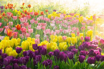 Close-up of multi colored tulips in bloom