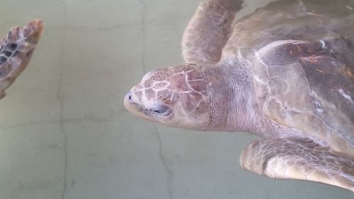 Close-up of turtle in sea