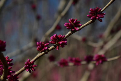 Close-up of pink cherry blossom