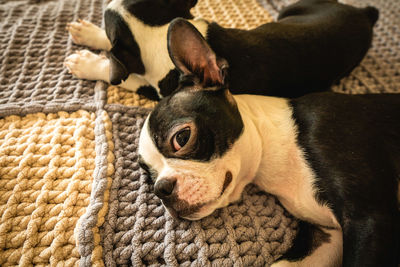 High angle view of dog relaxing on sofa at home