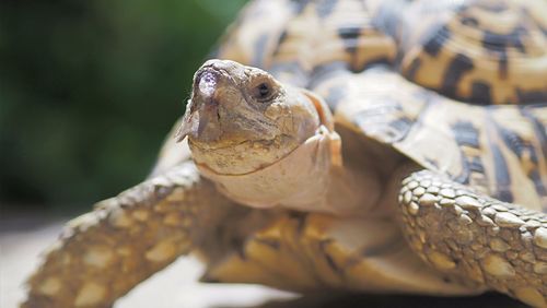 Close-up of a turtle