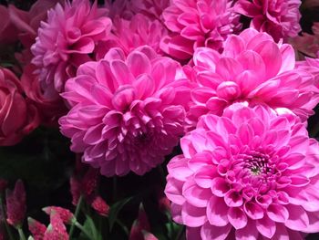 Close-up of pink dahlias blooming in park