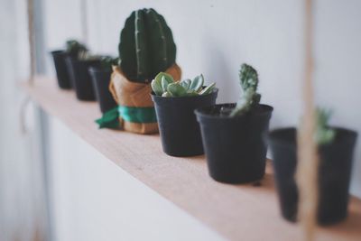 Close-up of potted plant on table