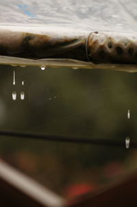 Close-up of spider web