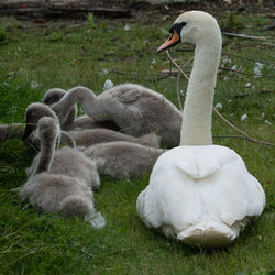 Swan floating on lake