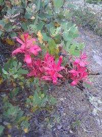 Close-up of pink flowers