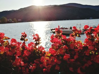 Red flowering plants by lake against sky