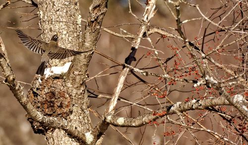 Low angle view of birds perching on tree