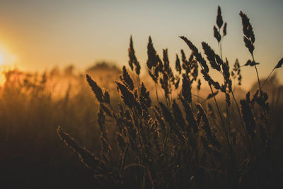 Sunset fields 