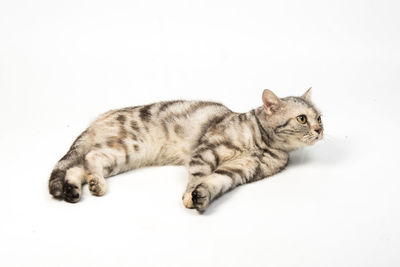 Cat resting on white background