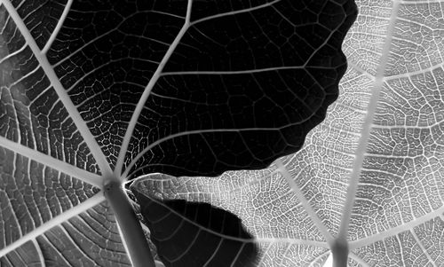 Extreme close up of leaf