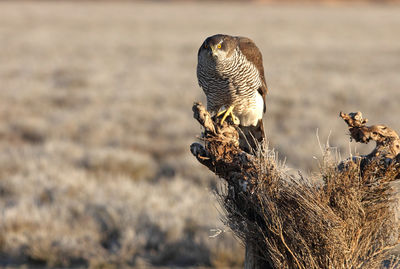 Close-up of owl perching on nest