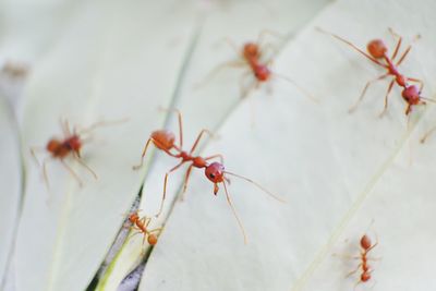 Close-up of ant on plant