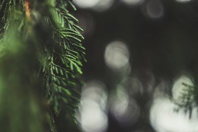 Close-up of christmas tree