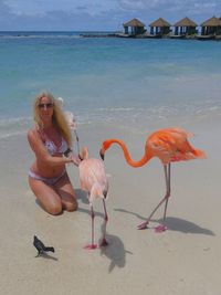 flamingo