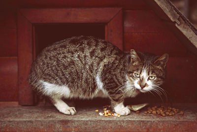 Close-up of cat