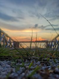 Surface level of grass on land against sky during sunset