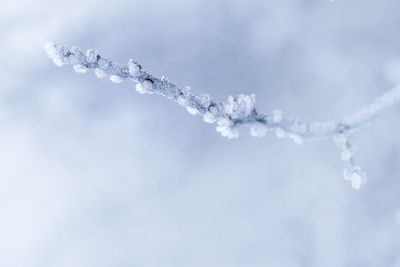 Close-up of snow on branch against sky