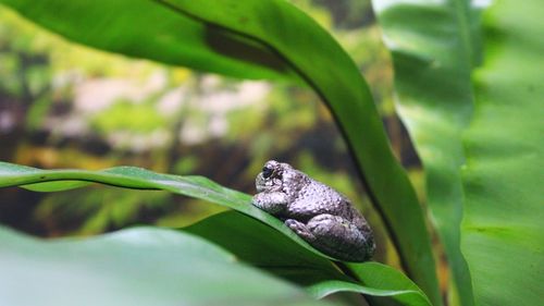 Close-up of a lizard on plant