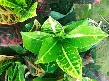 High angle view of leaves on field