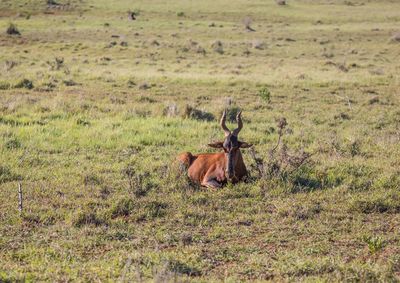 Side view of a horse on field