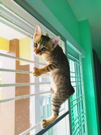 Portrait of cat by window at home