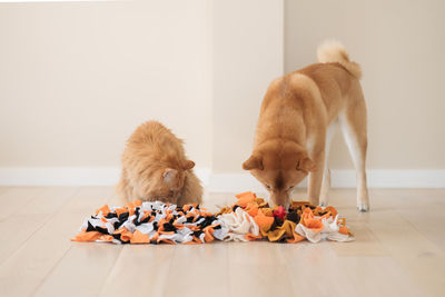 Competition between a cat and a dog. finding treats in homemade educational snuffle mats for pets.