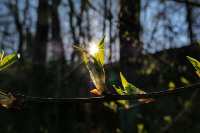 Close-up of flower growing on tree