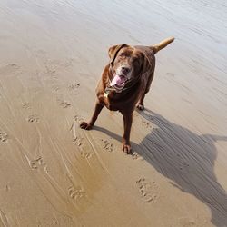 Portrait of dog running on sand